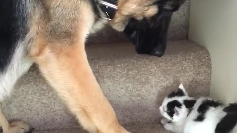 Helpful Pup Carries Foster Kittens Upstairs