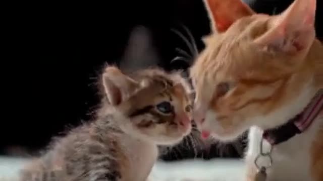 Mother cat loving her cute baby