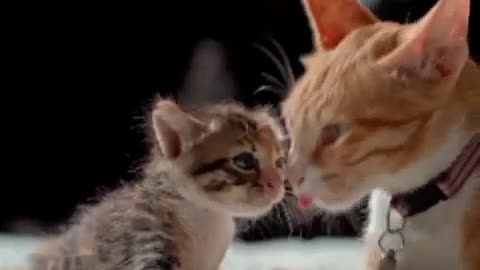 Mother cat loving her cute baby