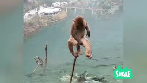 Monkey videos | Animal videos | cat lover | animal lover