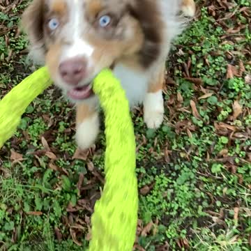 This dog is a true tug of war master!