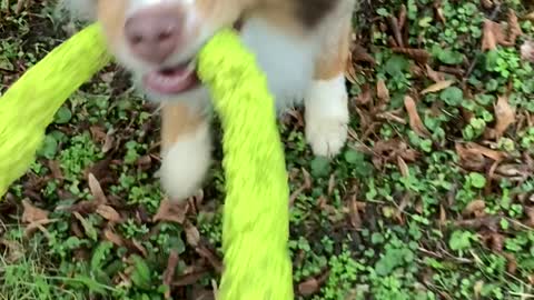 This dog is a true tug of war master!