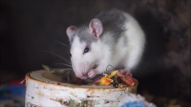 Hamsters eat wheat and Durra quickly