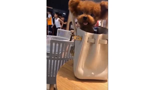 Cute And Funny cats Try Not To Laugh 11