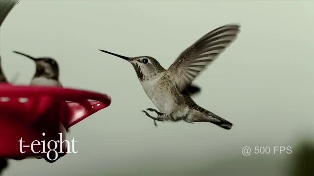 Dancing Humming
