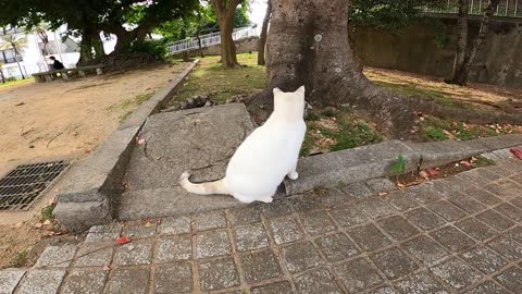 Cats drinking water