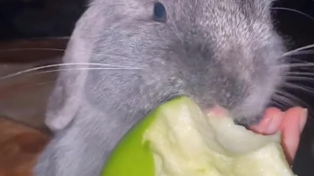 Rabbit destroys apple