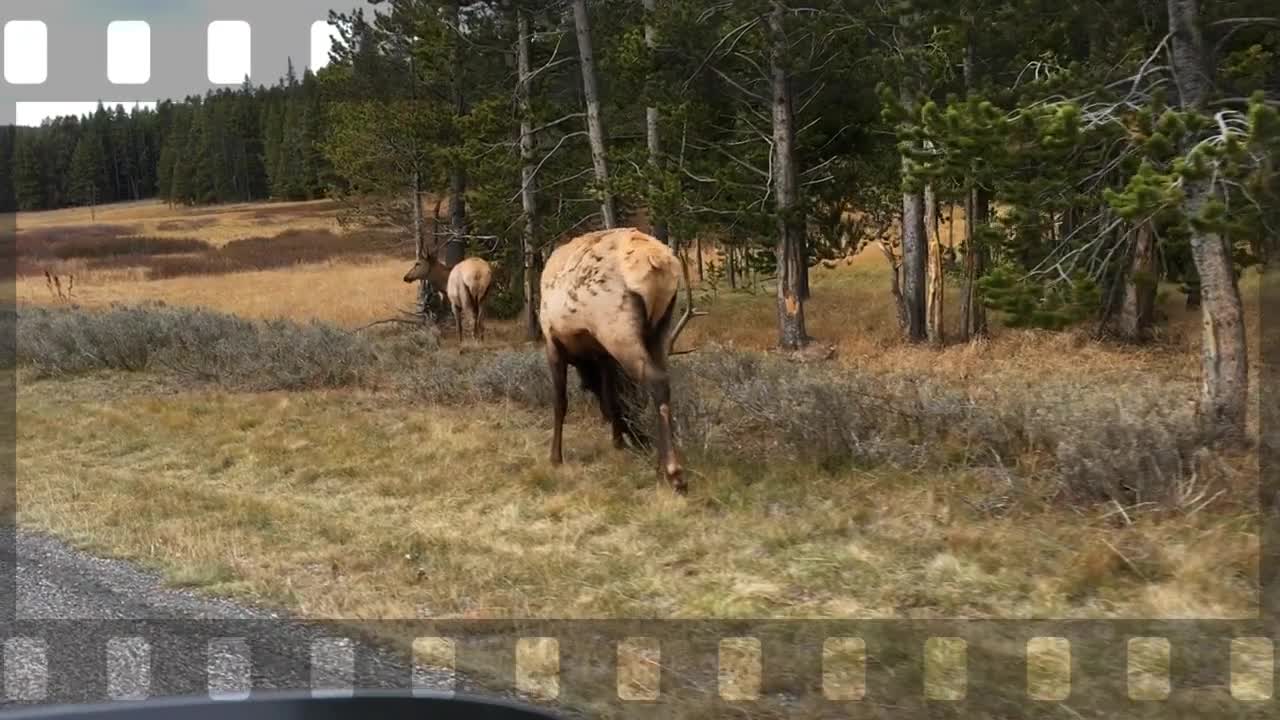 ELK ENCOUNTERS