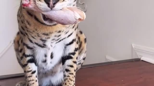 Cat feeding food