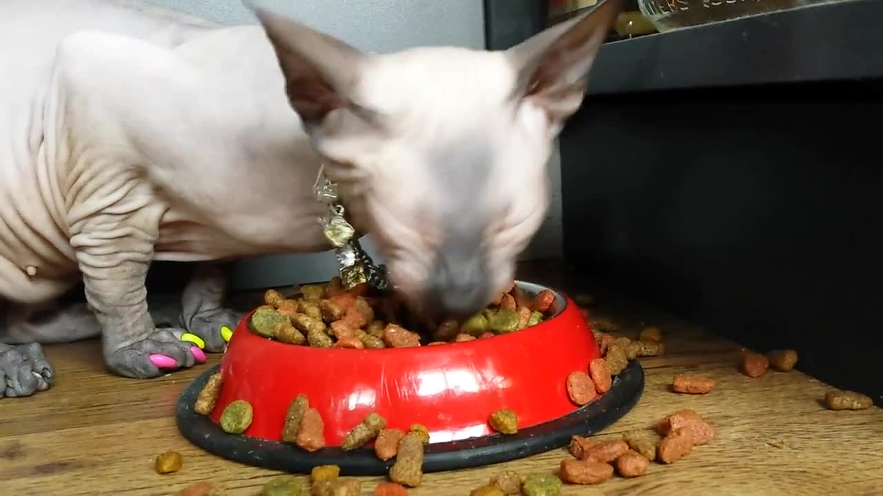 Gluttonous sphynx cat gobbles down food