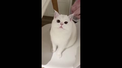 Cute Cat