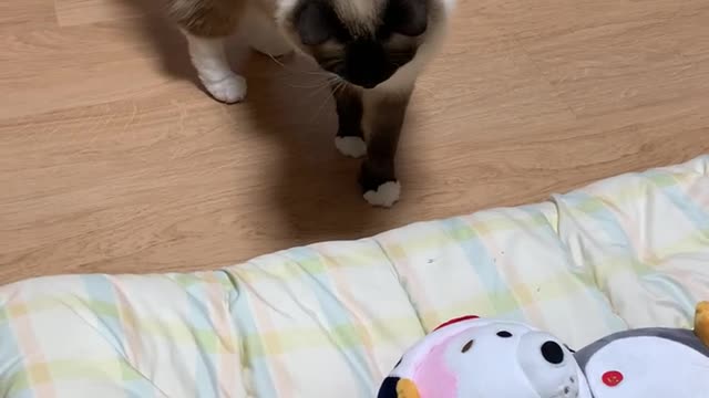 Cat plays toy