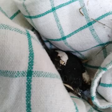 Little Bird rescue