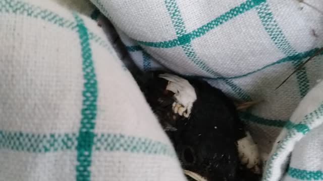 Little Bird rescue