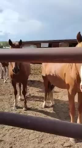 Mustangs available to adopt