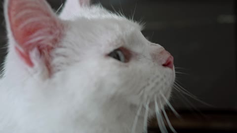 A White Cat Resting On The Piano Keyboard