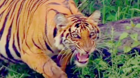 This tiger looks very fierce, it has very sharp teeth and a strong bite