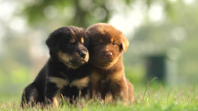 cute dog playing