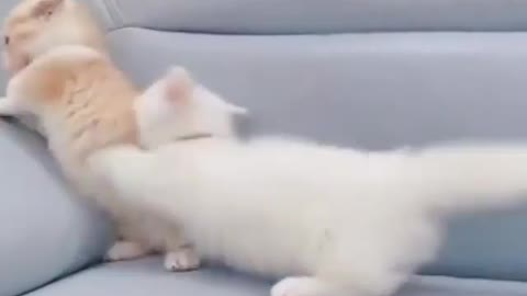 Cute kitty playing together and enjoy