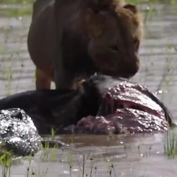 Lion battles Crocodile