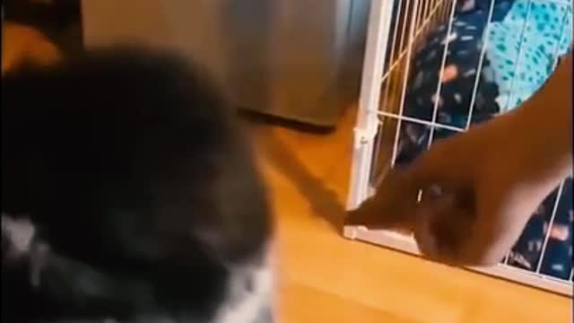 🐶_Cute_Puppy_video_❤️_|_Funny_Puppy_Video_🤣__#35