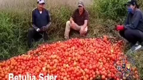 En plena crisis se pierden toneladas de tomate en Santander