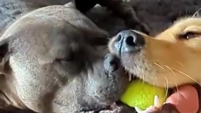 This Fight is not over yet 🥊🥊😂😂| Funny Dog Videos |