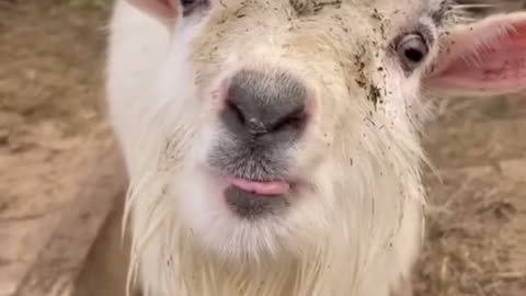 Funny video