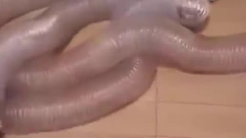 funny animal videos try not to laugh compilation 2021
