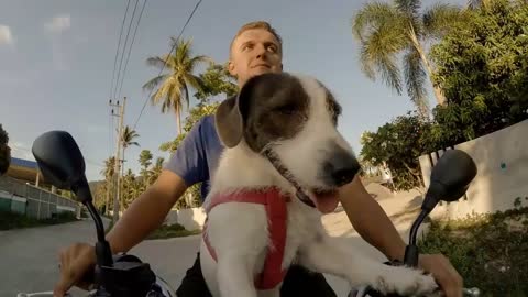 Cheerful Man and Dog Riding the Bike Together. Time Lapse