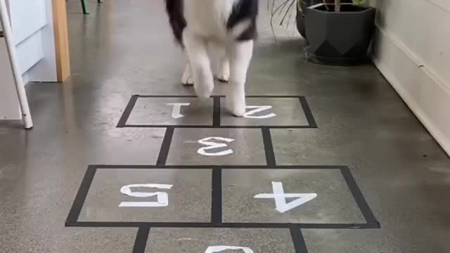 Dog Takes A Practice For Next Squid Game | Funny Dog