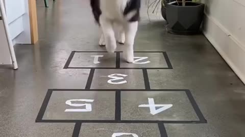 Dog Takes A Practice For Next Squid Game | Funny Dog