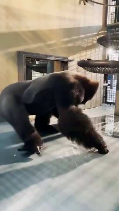 FUNNY AND CUTE ANIMALS 🦍🦍🦍🦍🦍