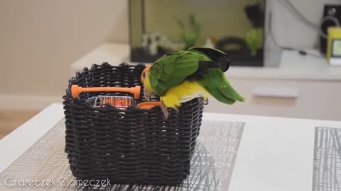 Cute bird drinking bear