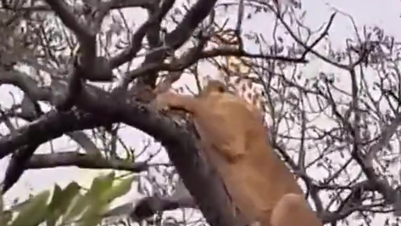 Lion and leapord fighting for the prey