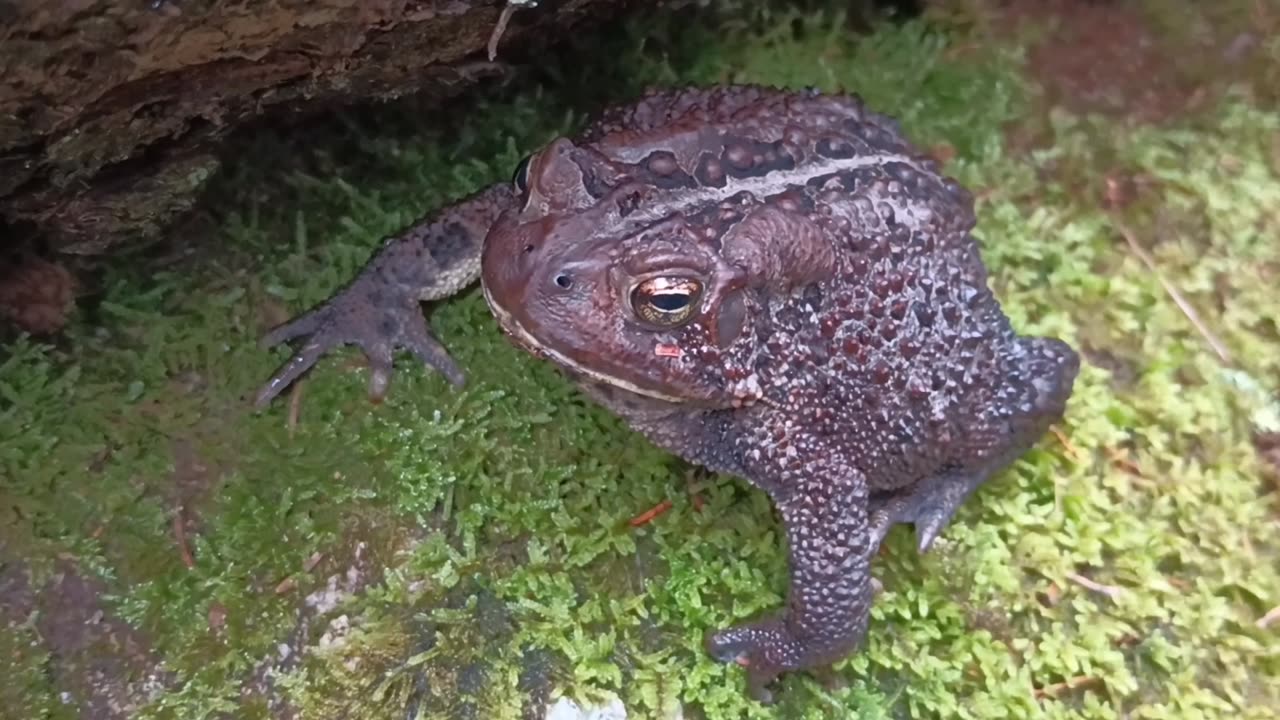 American Toad