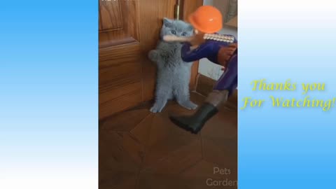 Very funny 🤣 insane cat video got viral on internet.