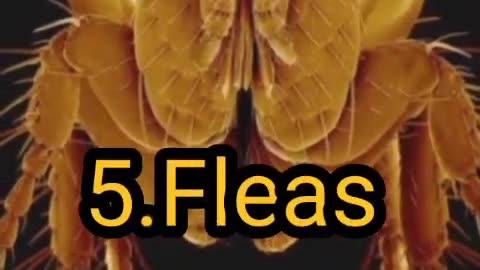 Top ten Indian dangerous insects