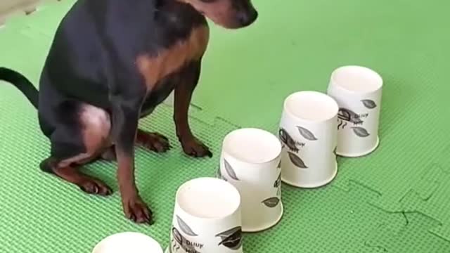 Smart dog😍