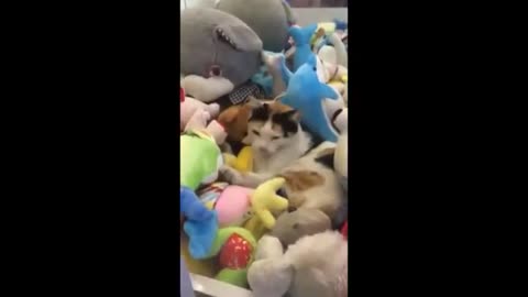 Funny Cats and Dogs Viral Videos for Kids and Adults