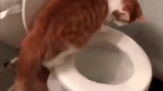 Cat Flushing the Toilet