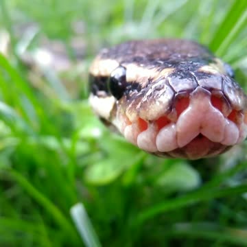 Snake in the Grass