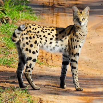 Our love of beautiful dogs and animals.