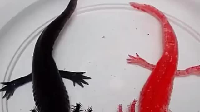 A rate species of fish that can change color