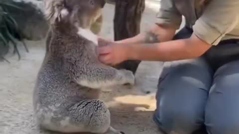 Koala loves some hugs and scritches..🐨😍