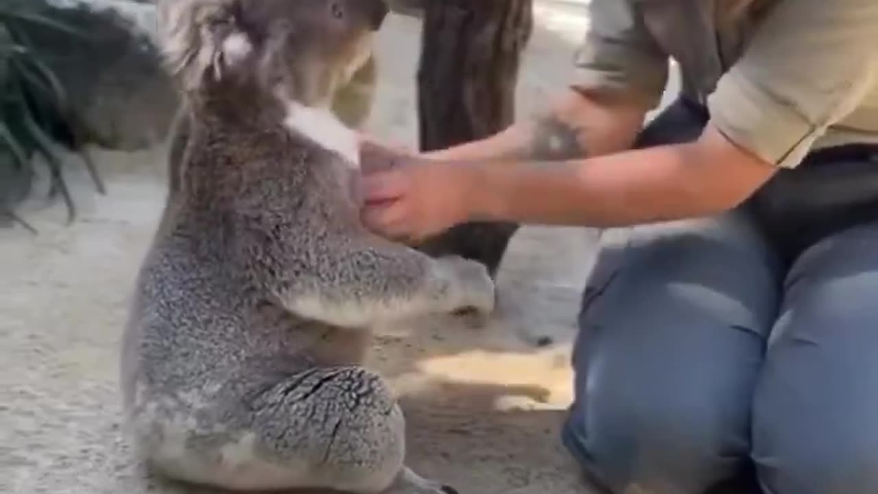 Koala loves some hugs and scritches..🐨😍