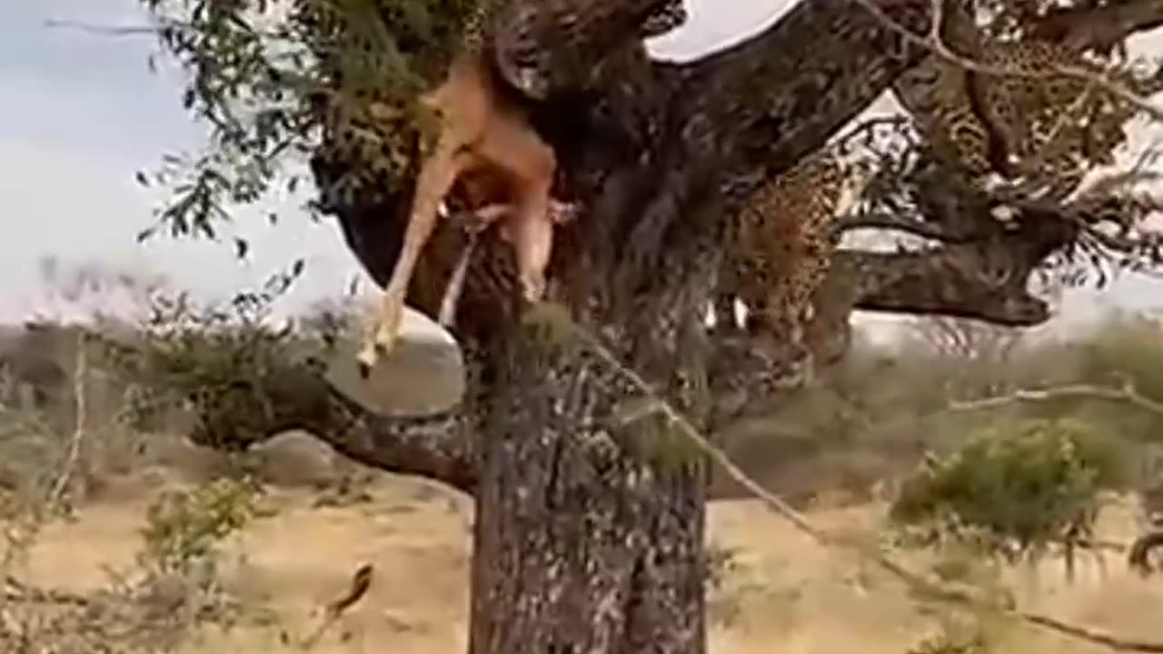 Hyena Jumps To Steal Leopard Meal And Beyond Kirkman Kamp