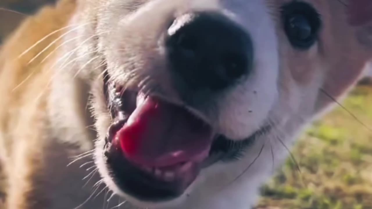 Innocent Puppy enjoying videography