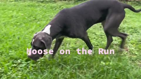 Moose on the run