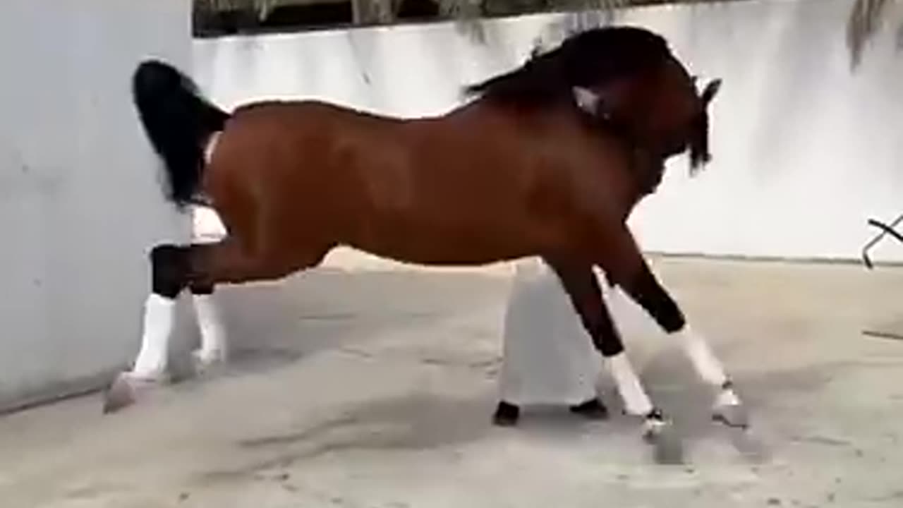 Horse vs men